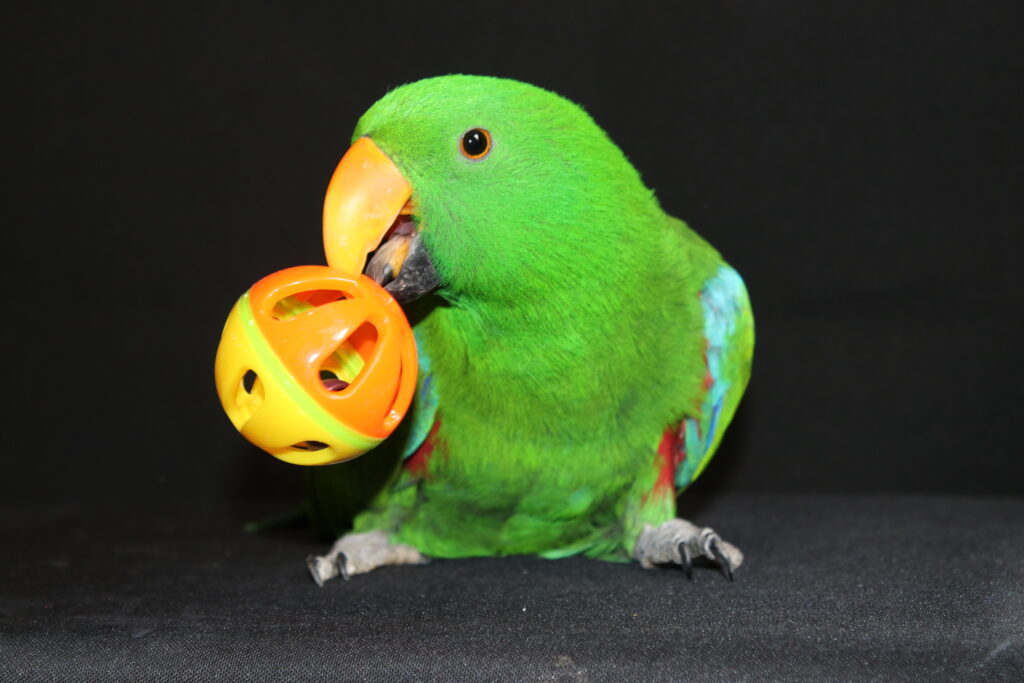 Eclectus