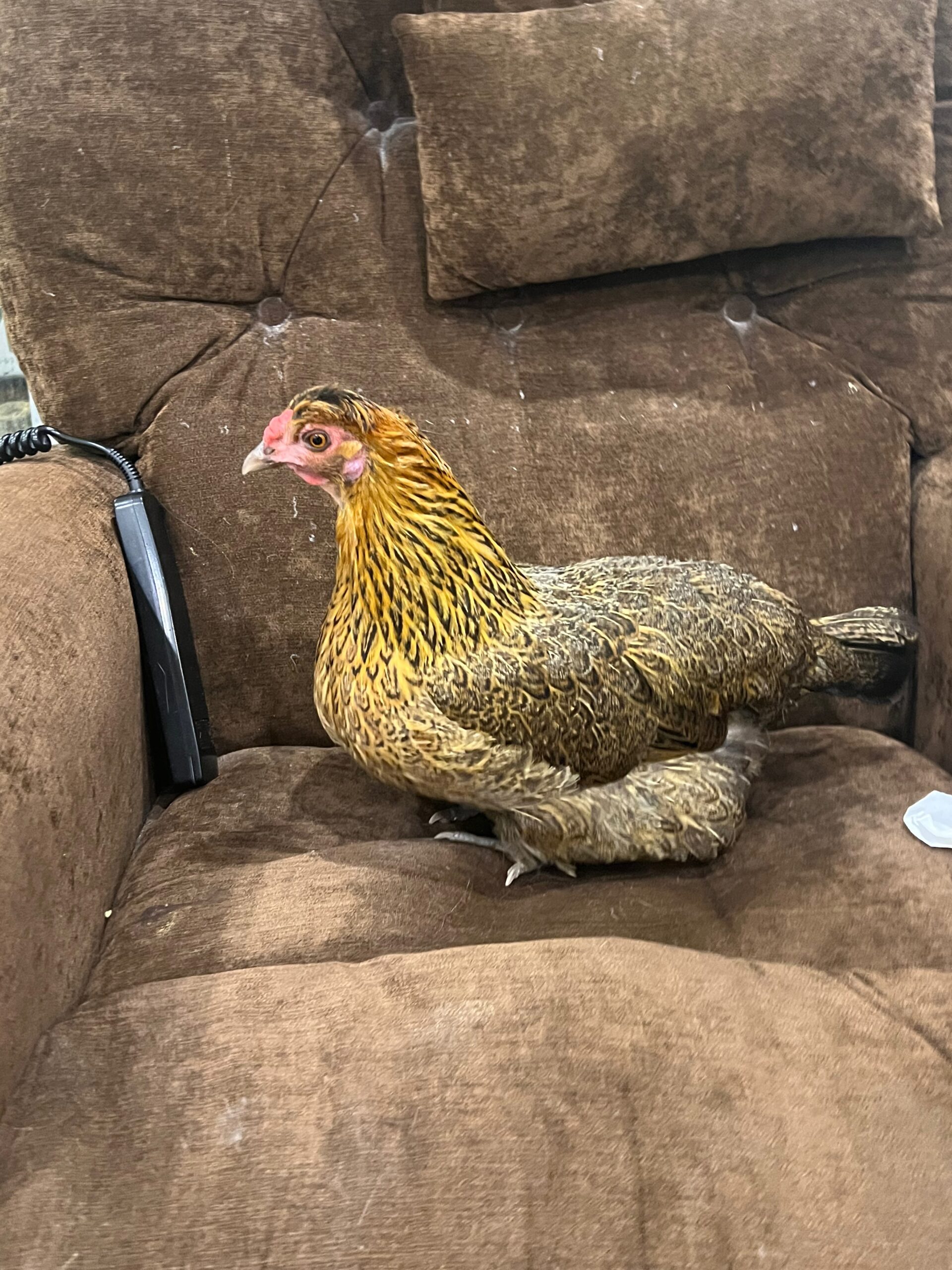 Chicken Armchair