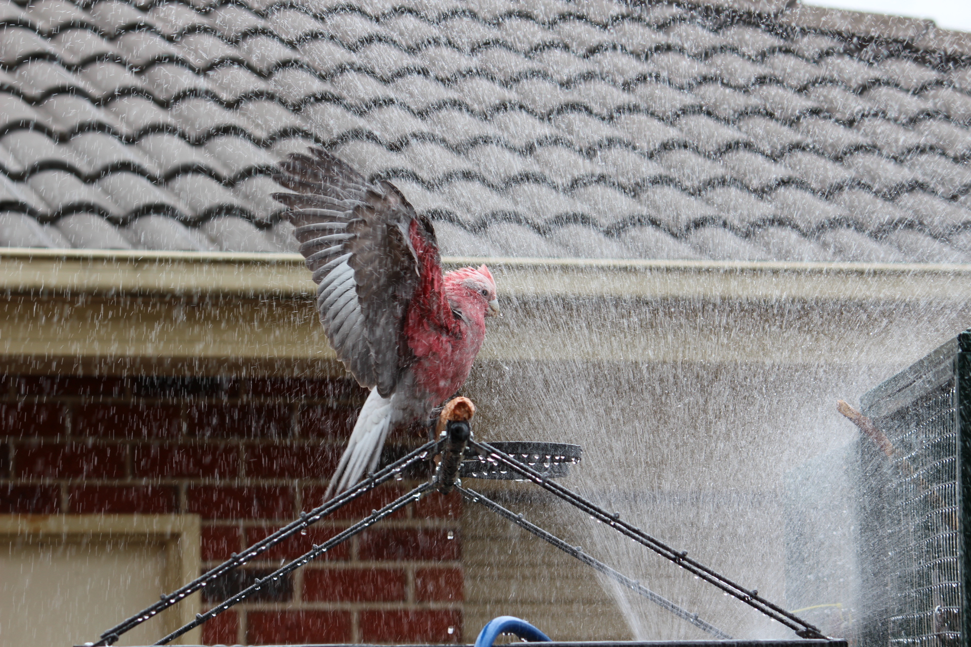 Bathing Galah