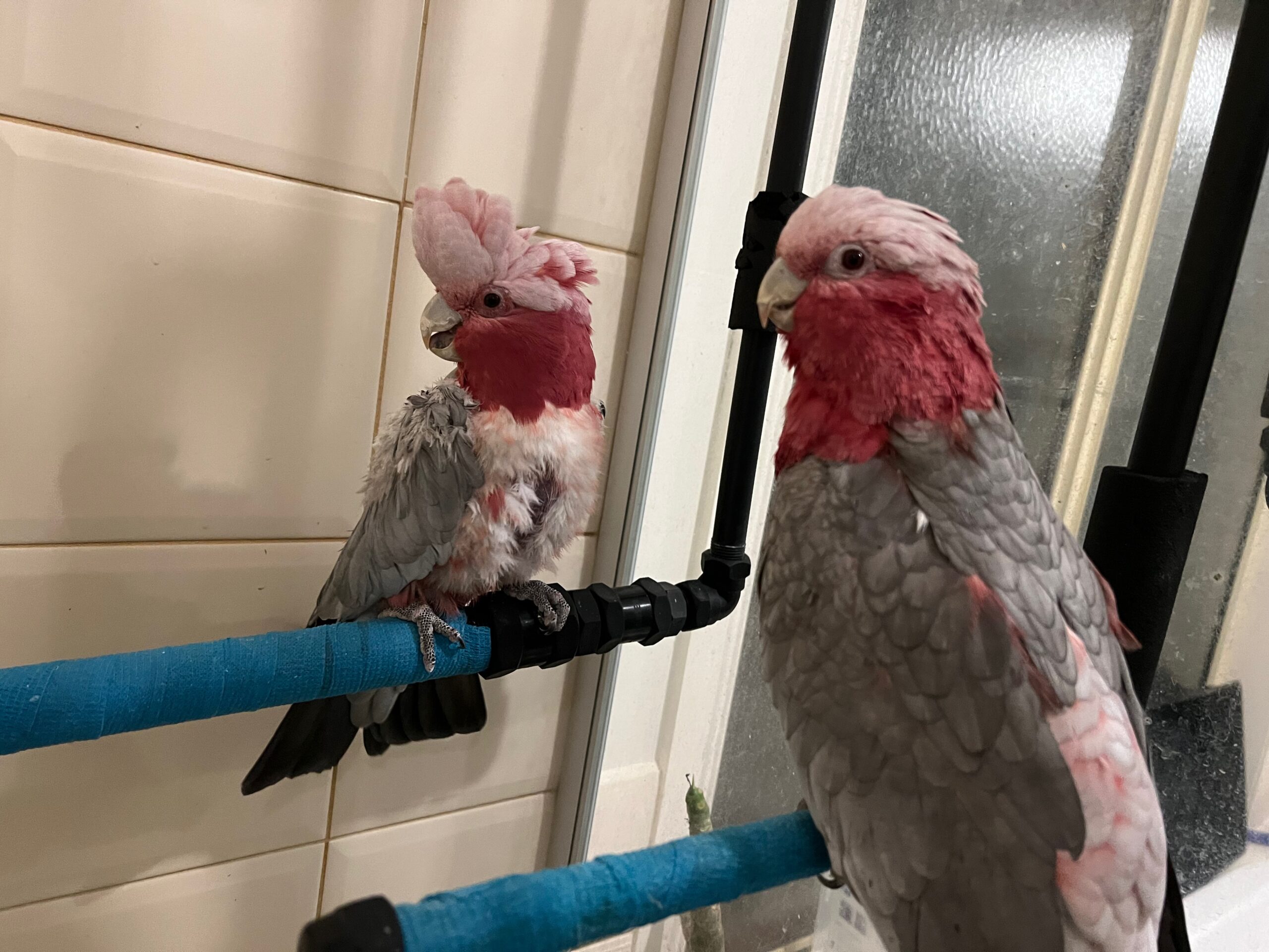 Galahs in shower