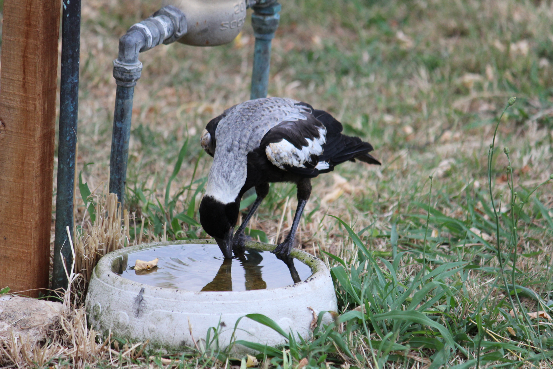 Drinking Magpie