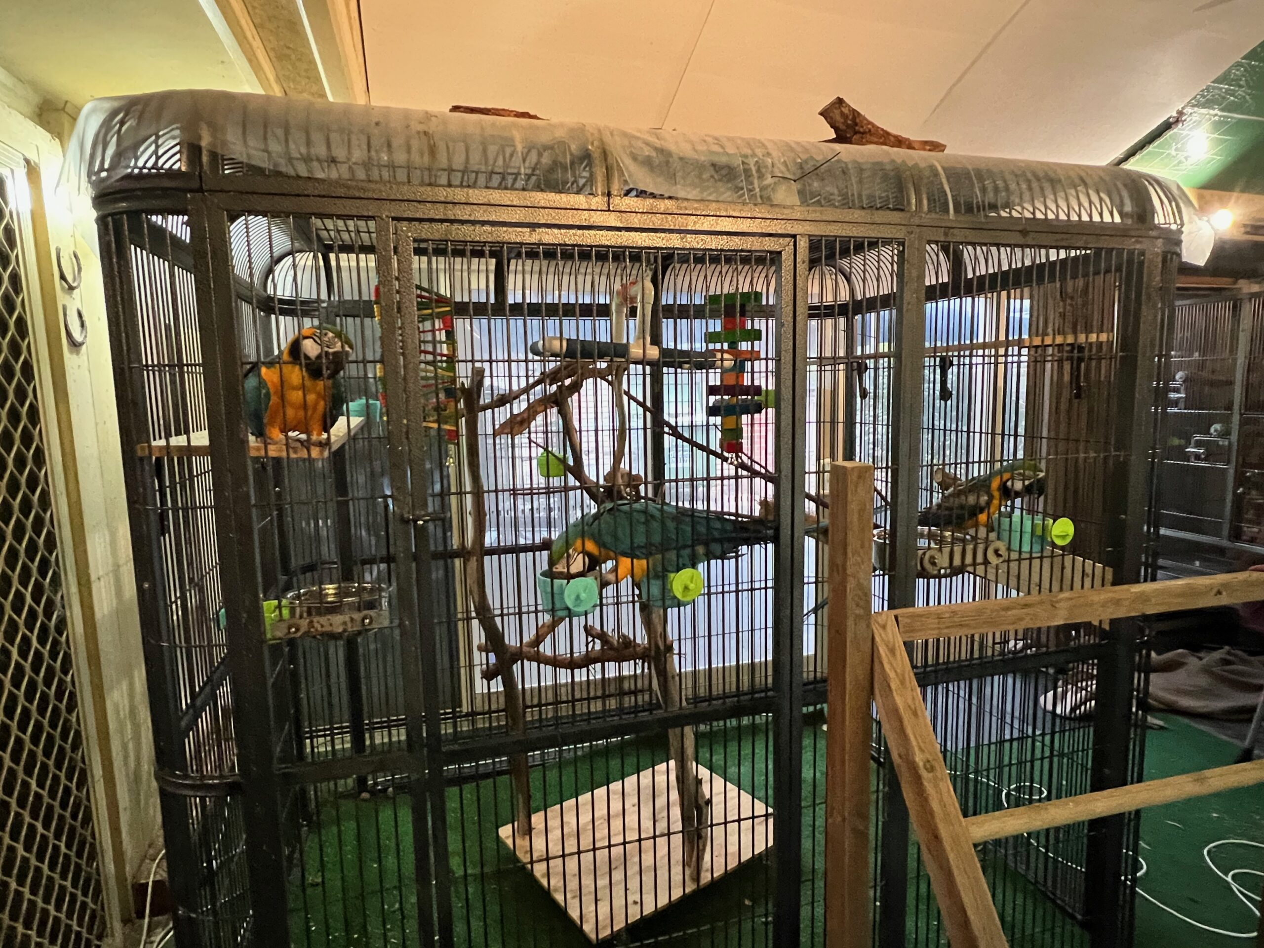 Macaw indoor sleep cage