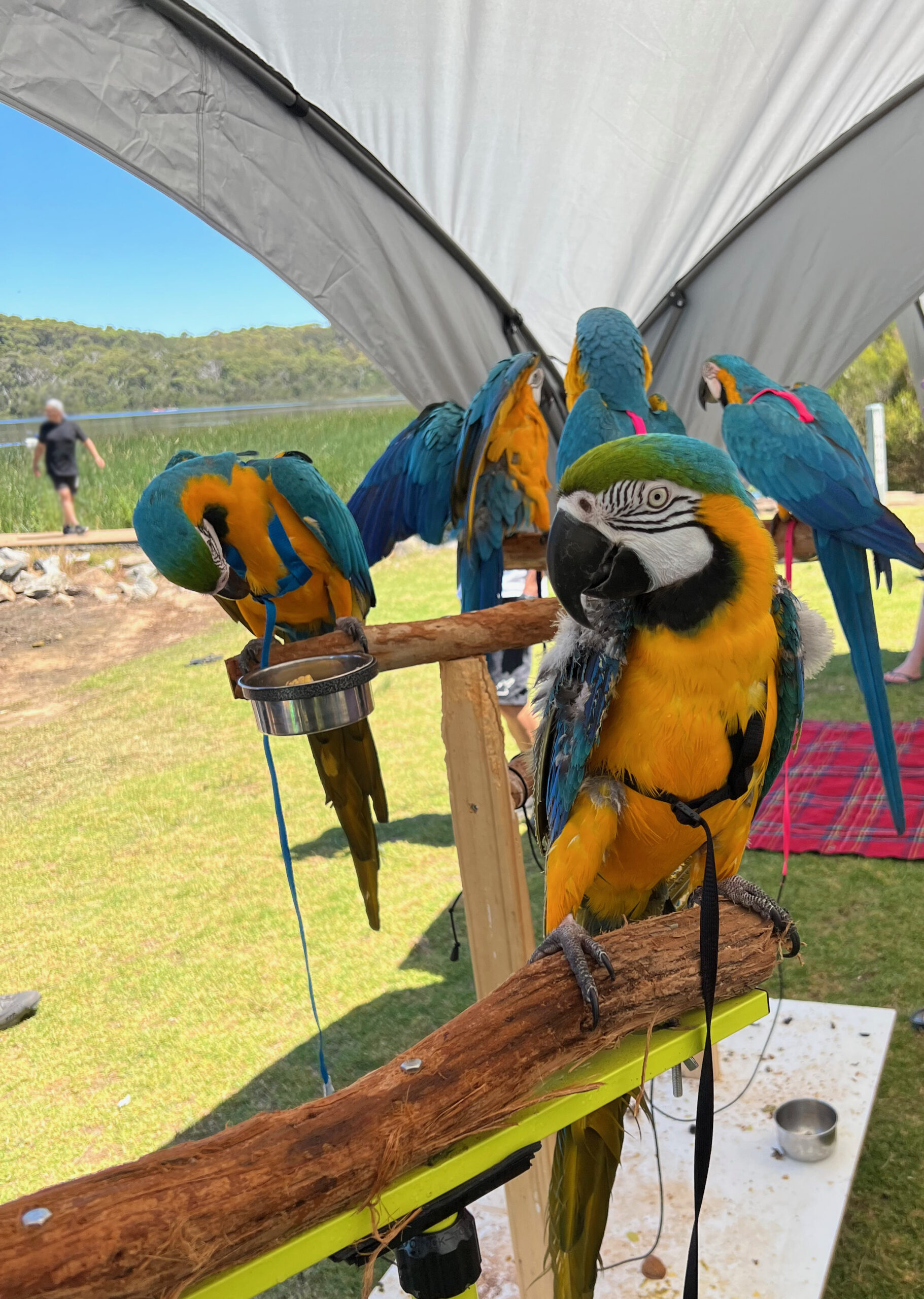 Harness Training Macaw