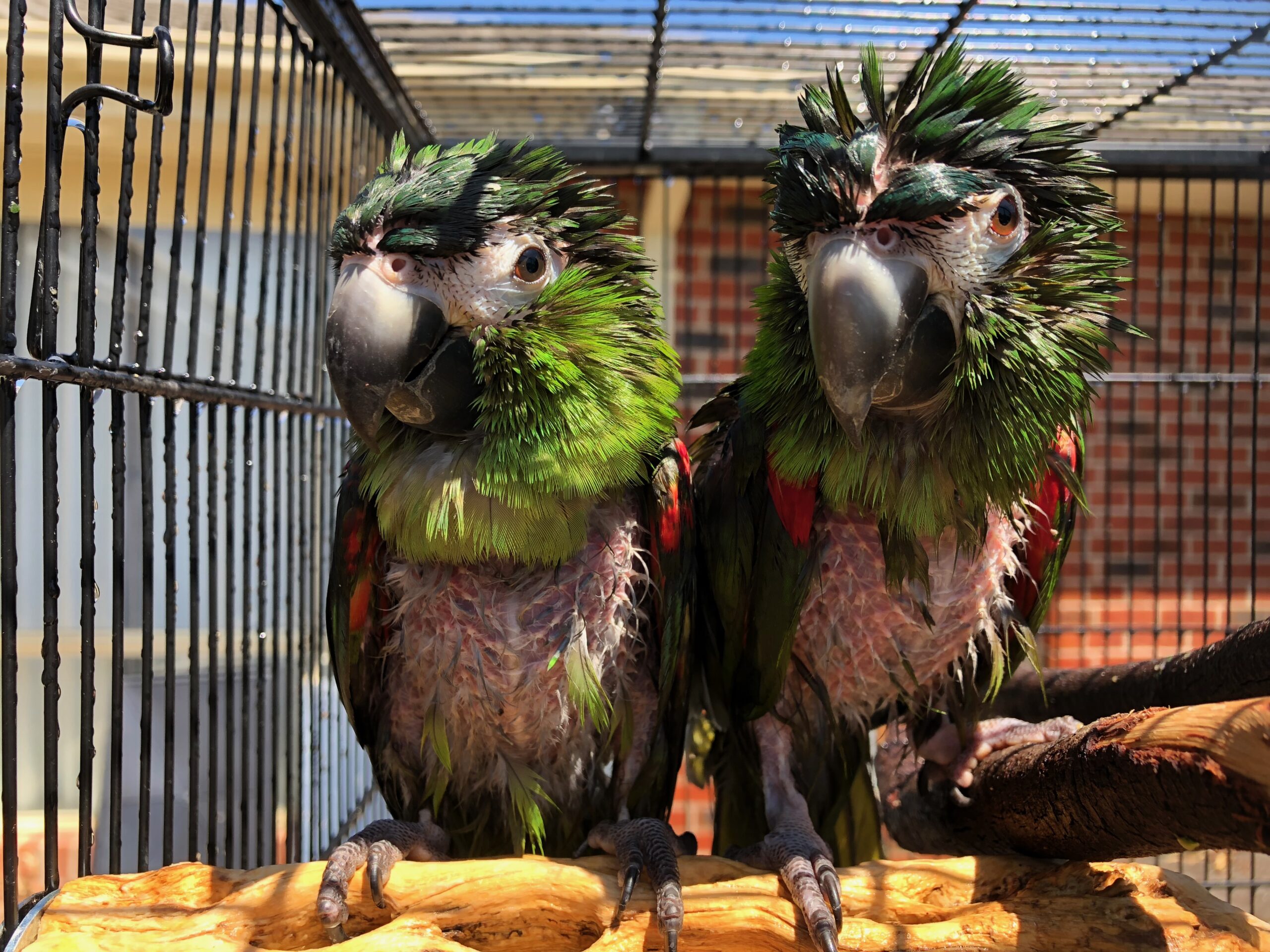 Bonded pair plucking hahns macaws