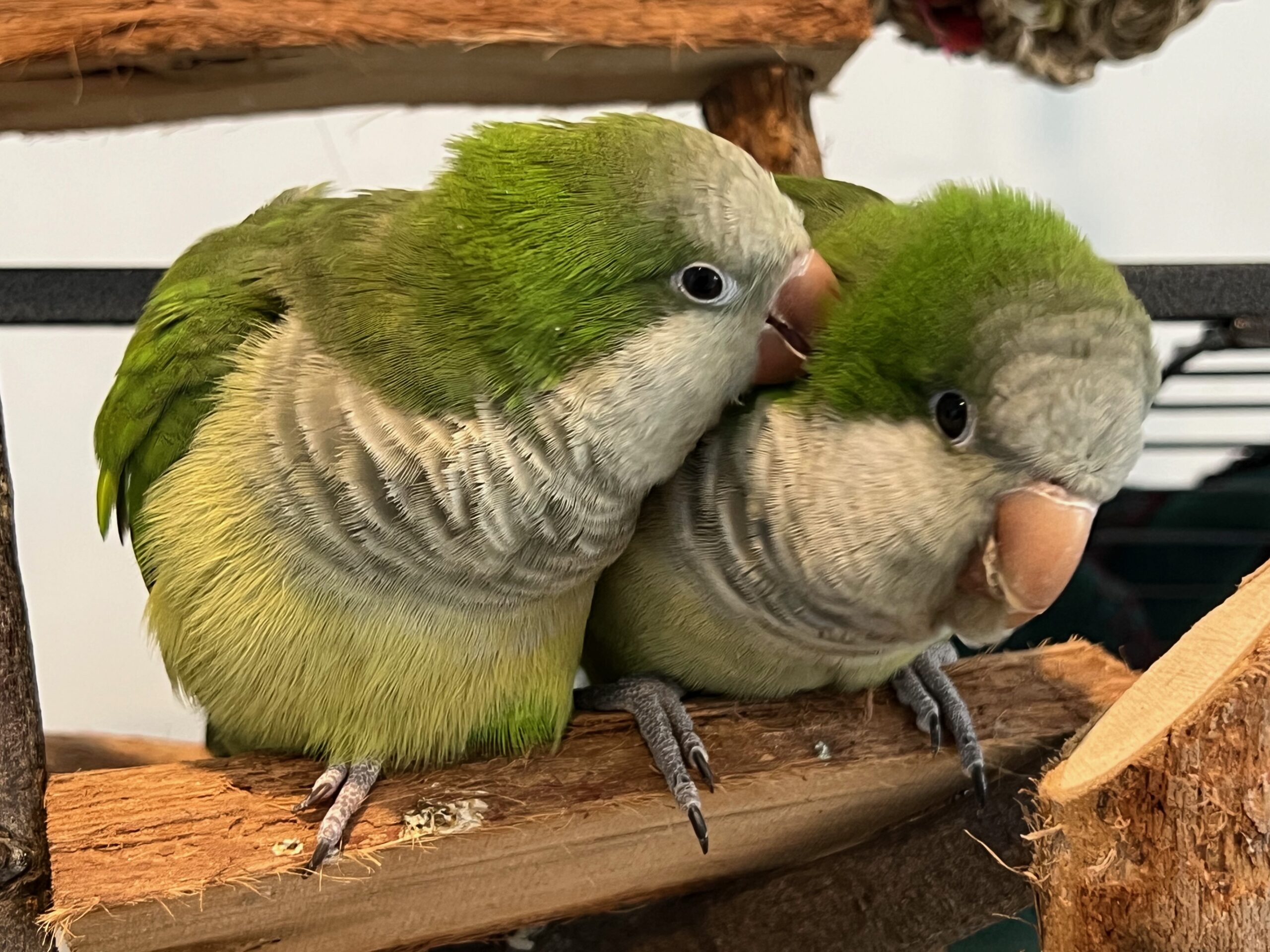 Intimate Birds