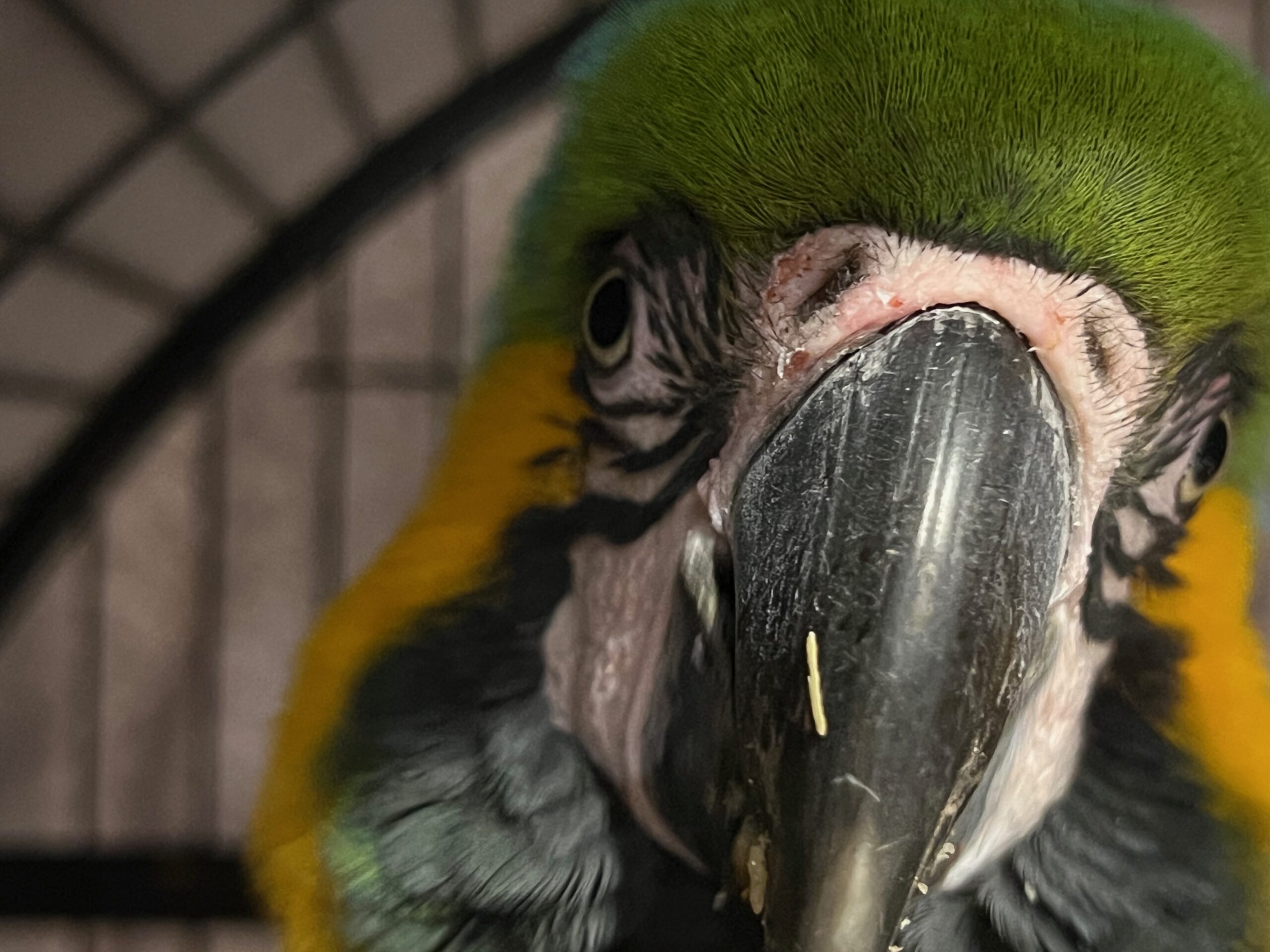 Lost macaw