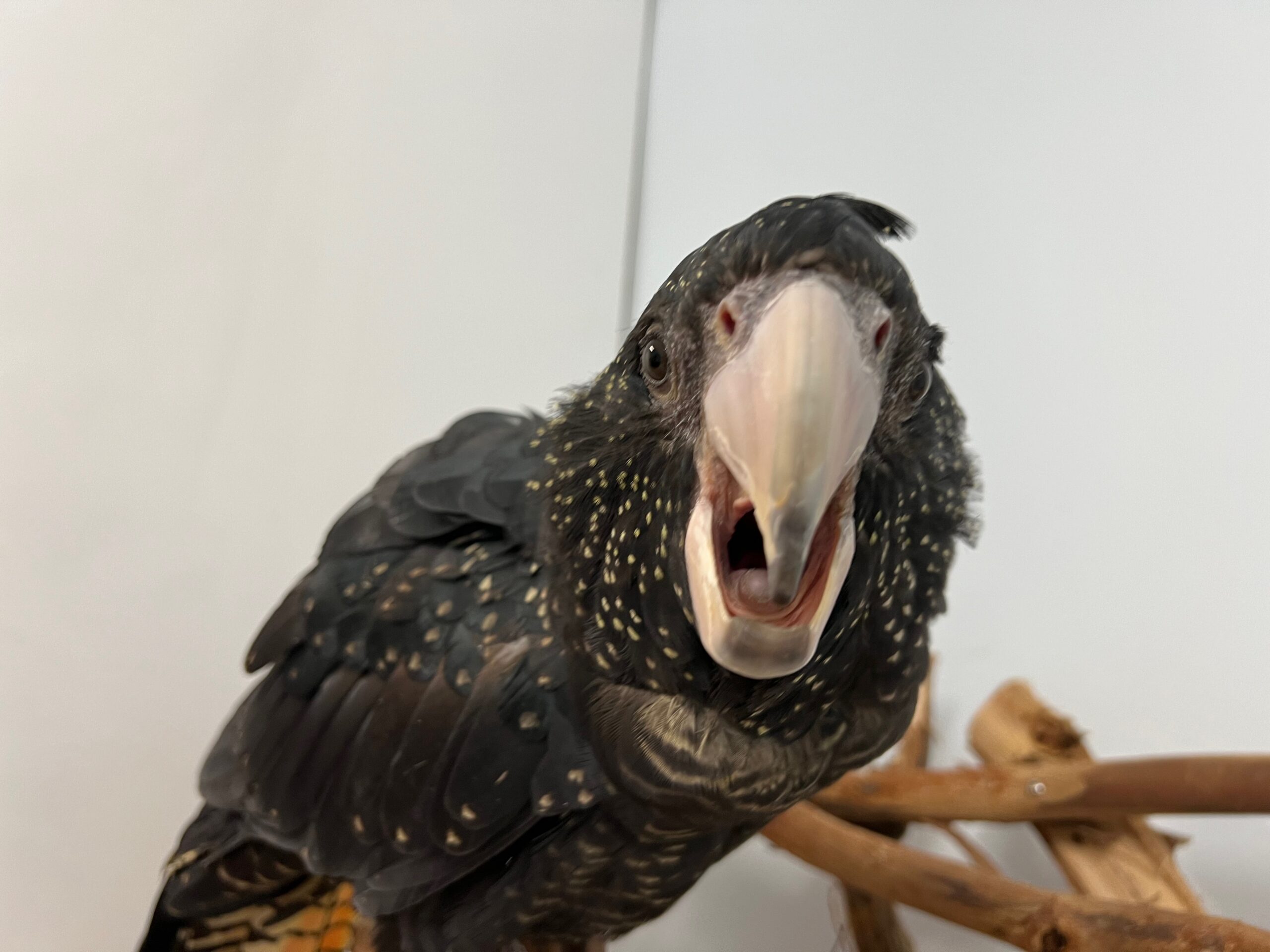 bird bite black cockatoo