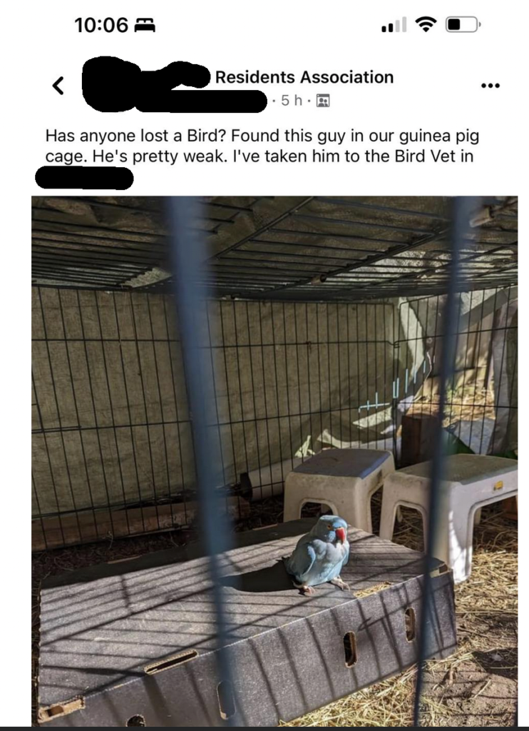 Found bird