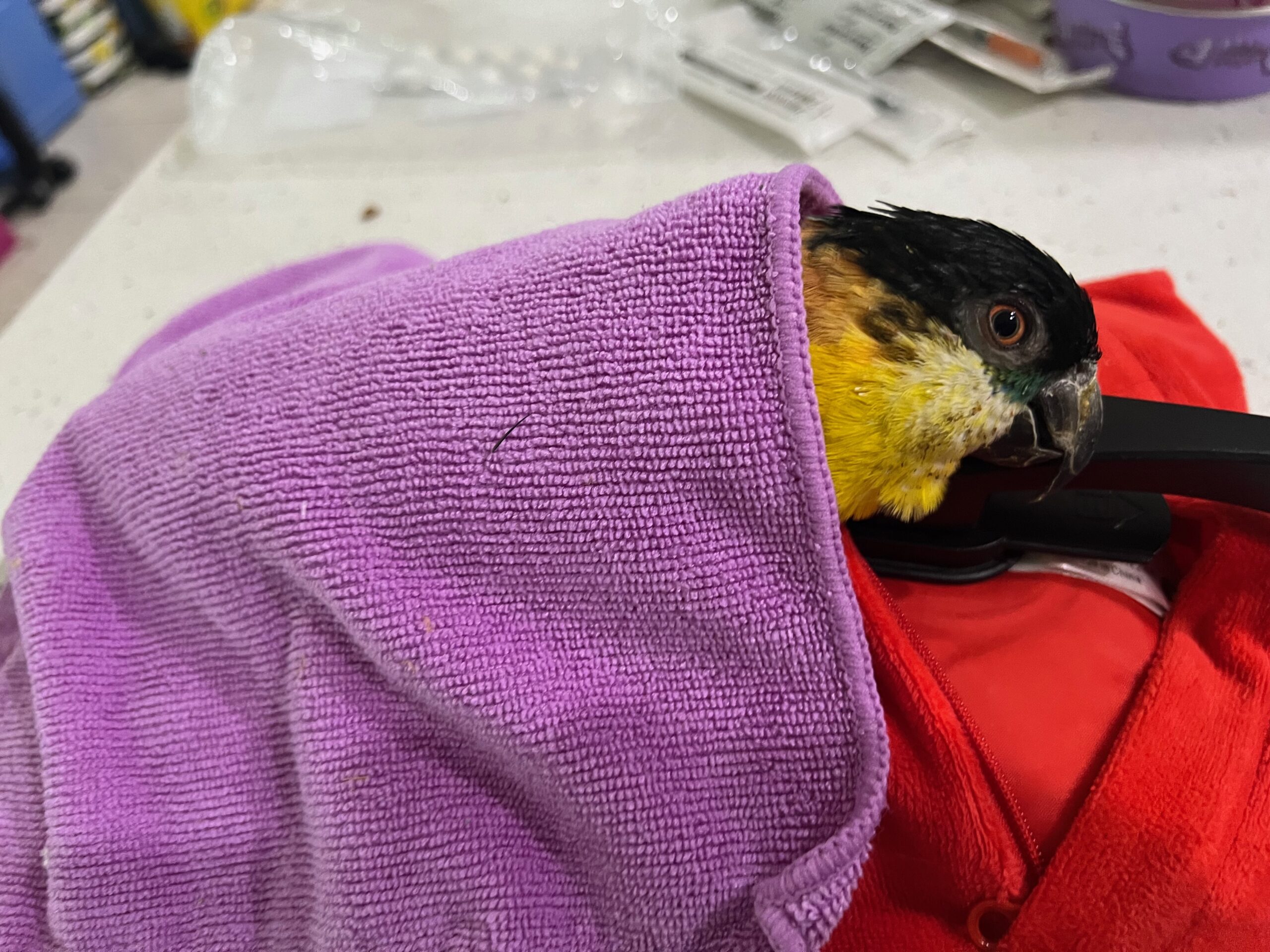 Bird Emergency