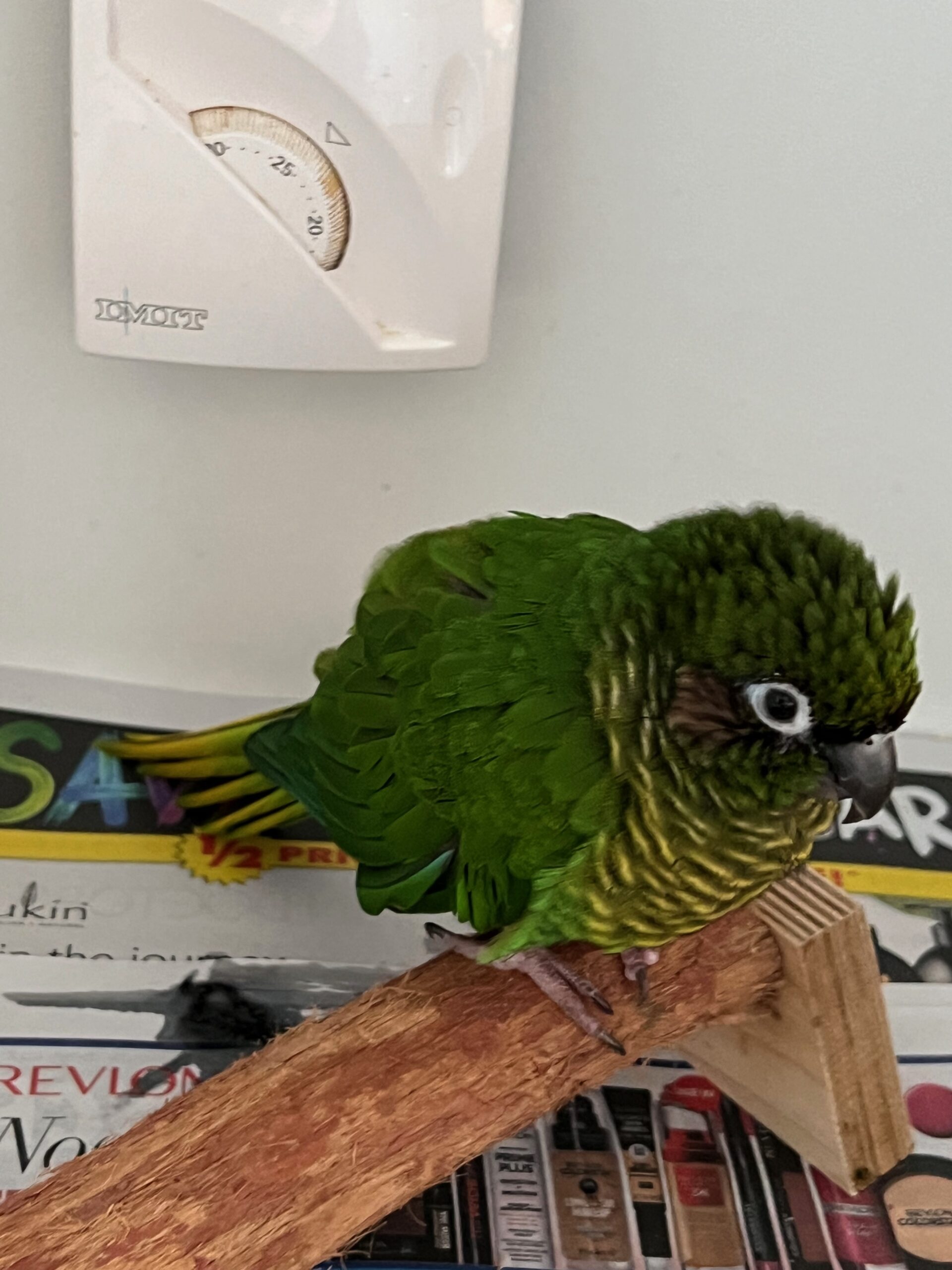 Sick Conure