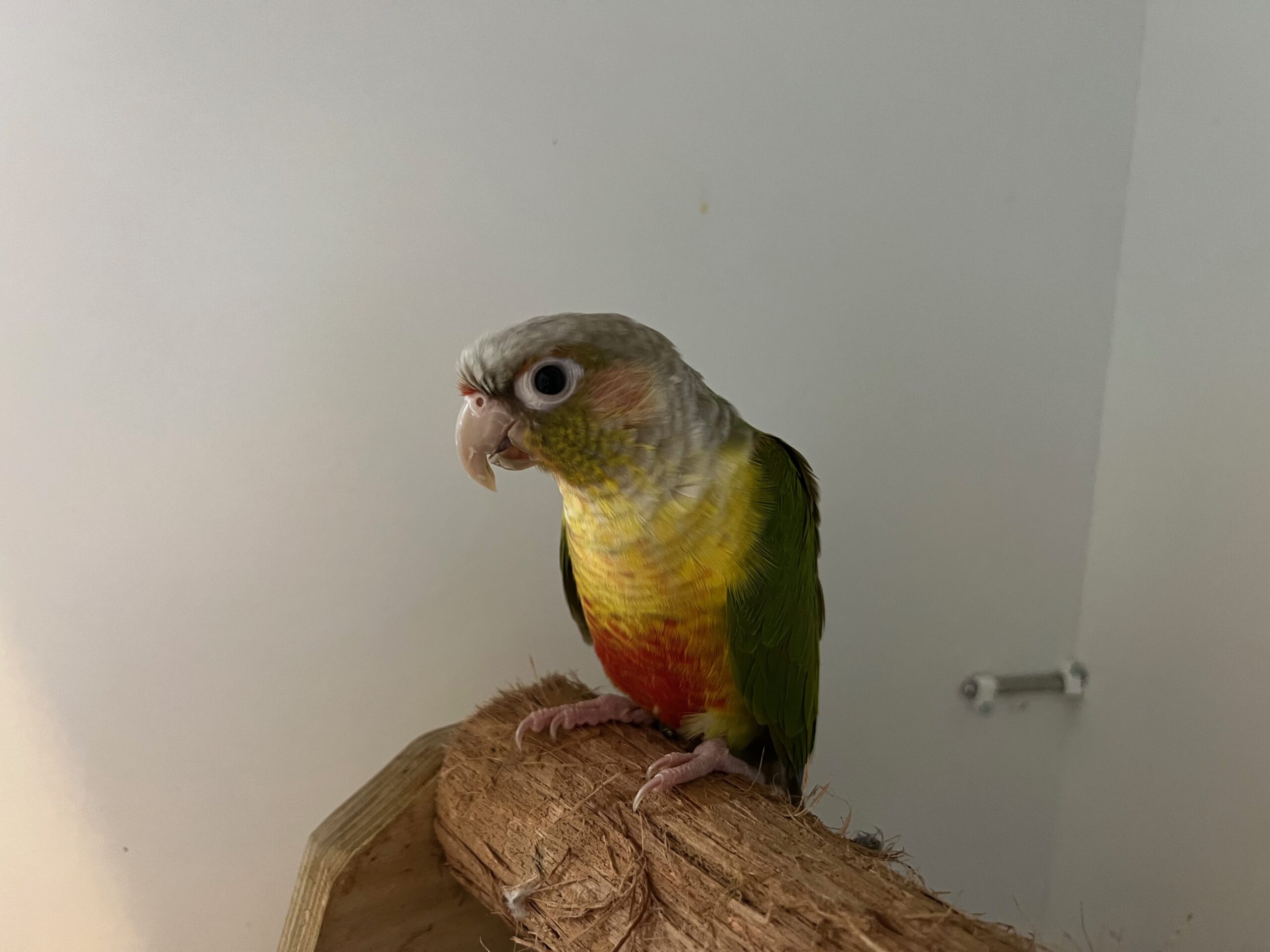 Sick conure